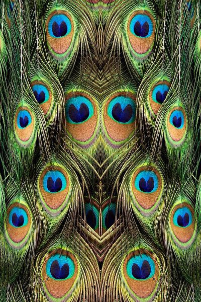 Jones, Adam 아티스트의 Male Peafowl feather pattern-Florida작품입니다.